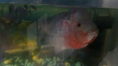 Amphilophus labiatus × cichlasoma trimaculatum