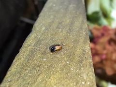 Cercyon unipunctatus