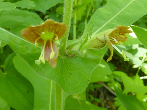 Triosteum sinuatum iNat (1)