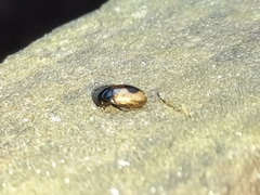 Cercyon unipunctatus