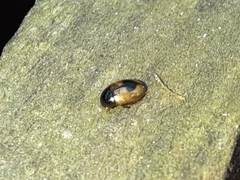 Cercyon unipunctatus
