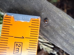 Cercyon unipunctatus