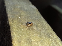 Cercyon unipunctatus