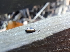 Cercyon unipunctatus