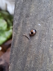 Cercyon unipunctatus