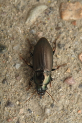 Harpalus chalcentus