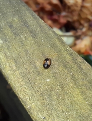 Cercyon unipunctatus