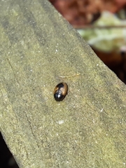 Cercyon unipunctatus