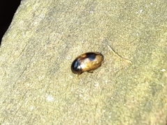 Cercyon unipunctatus