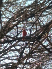 Cardinalis cardinalis