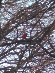 Cardinalis cardinalis