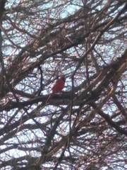 Cardinalis cardinalis