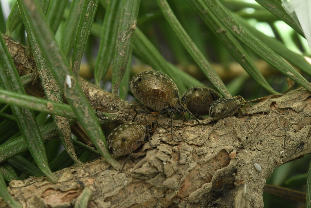 Long-haired Fir Aphid