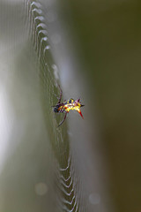 Micrathena atuncela