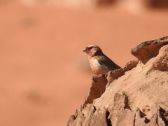 Carpodacus synoicus