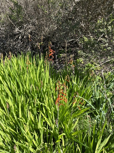 Chasmanthe bicolor (Chasmanthe bicolor)