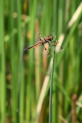 Libellula angelina