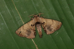 Apatelodes merlona