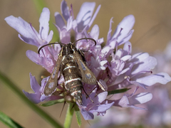 Chamaesphecia bibioniformis