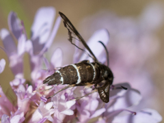 Chamaesphecia bibioniformis