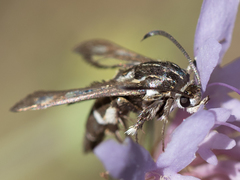 Chamaesphecia bibioniformis