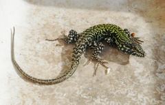 Podarcis muralis
