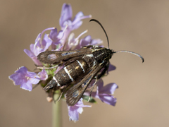 Chamaesphecia bibioniformis