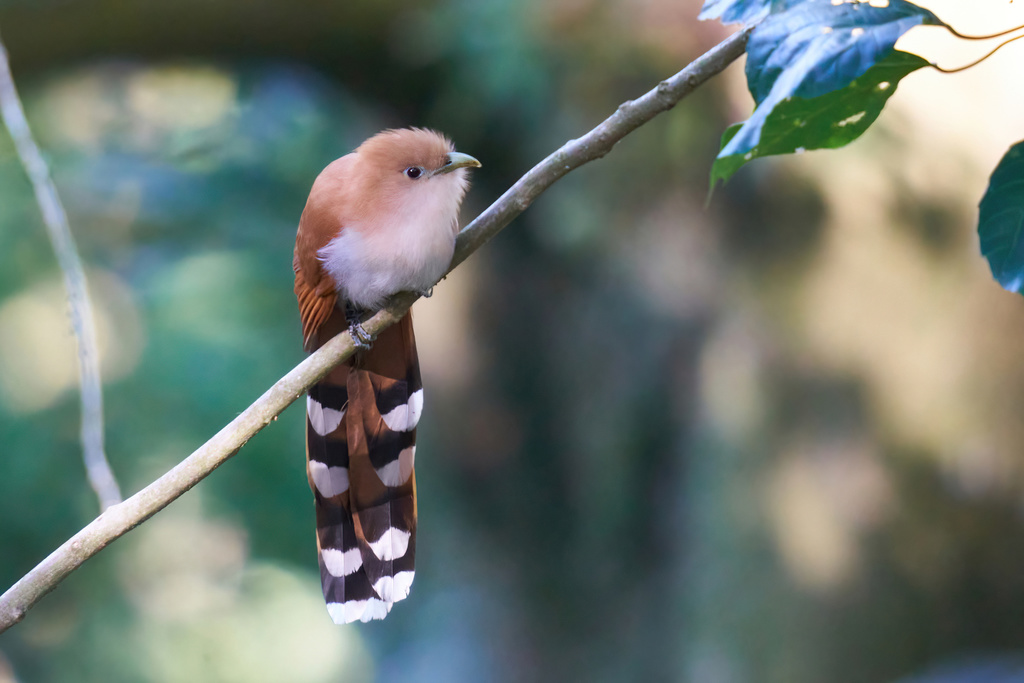 Mexican Squirrel-Cuckoo (Piaya mexicana) photo