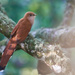 Squirrel Cuckoo - Photo (c) Grigory Heaton, some rights reserved (CC BY-NC), uploaded by Grigory Heaton