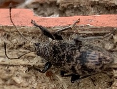 Phyllobius pilicornis