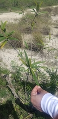 Varronia salviifolia