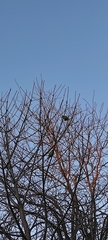 Psittacula krameri