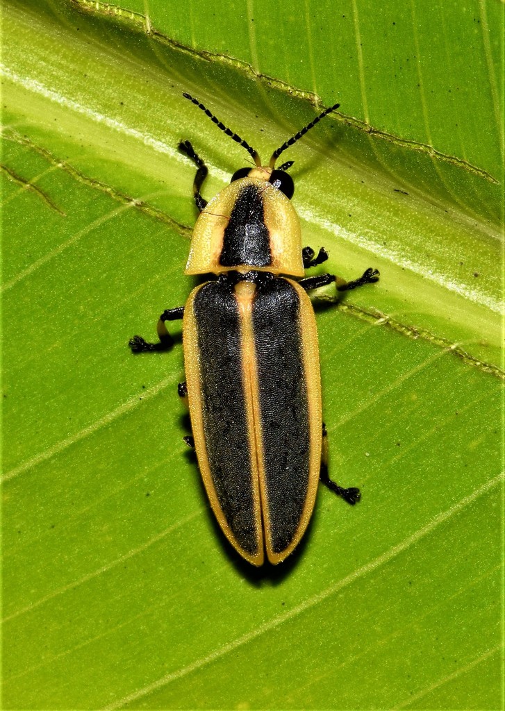 Pyractomena galeata from Yeguada, Vega Baja 00693, Puerto Rico on July ...