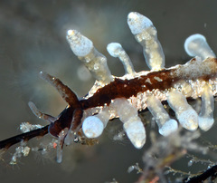 Eubranchus putnami