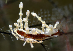Eubranchus putnami