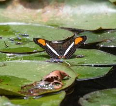 Adelpha thessalia