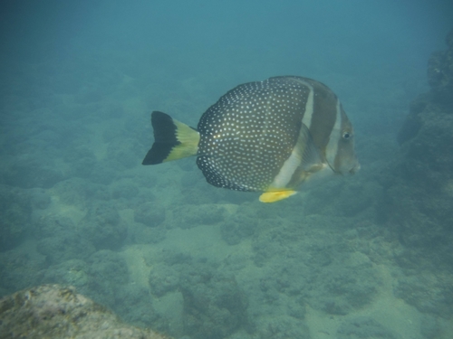 Mustard surgeonfish (Acanthurus guttatus) — Acanthuridae