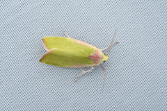 Earias pudicana