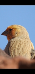 Carpodacus synoicus