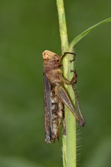 Maculiparia rotundata