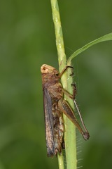 Maculiparia rotundata