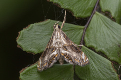 Paracataclysta fuscalis