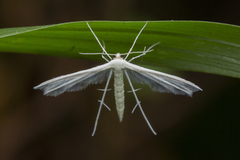 Pterophorus lacteipennis
