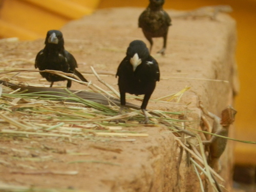 White-billed Buffalo-Weaver