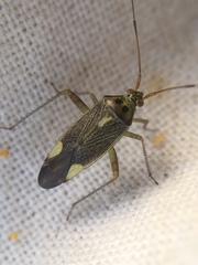 Closterotomus trivialis