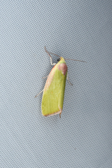 Earias pudicana