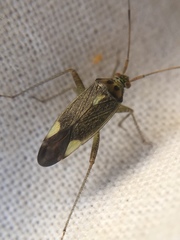 Closterotomus trivialis