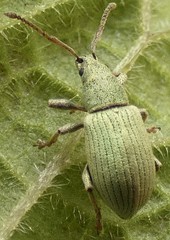 Phyllobius roboretanus