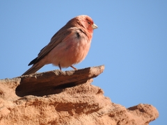 Carpodacus synoicus
