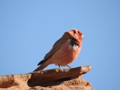 Carpodacus synoicus